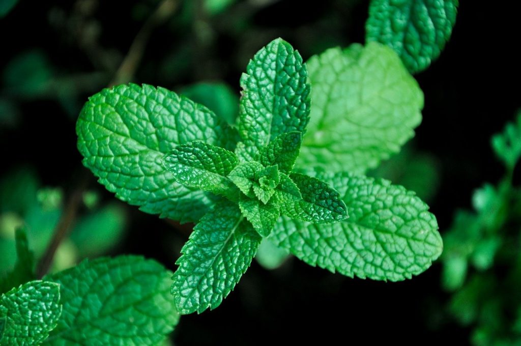 Conheça plantas que rendem chás com funções terapêuticas